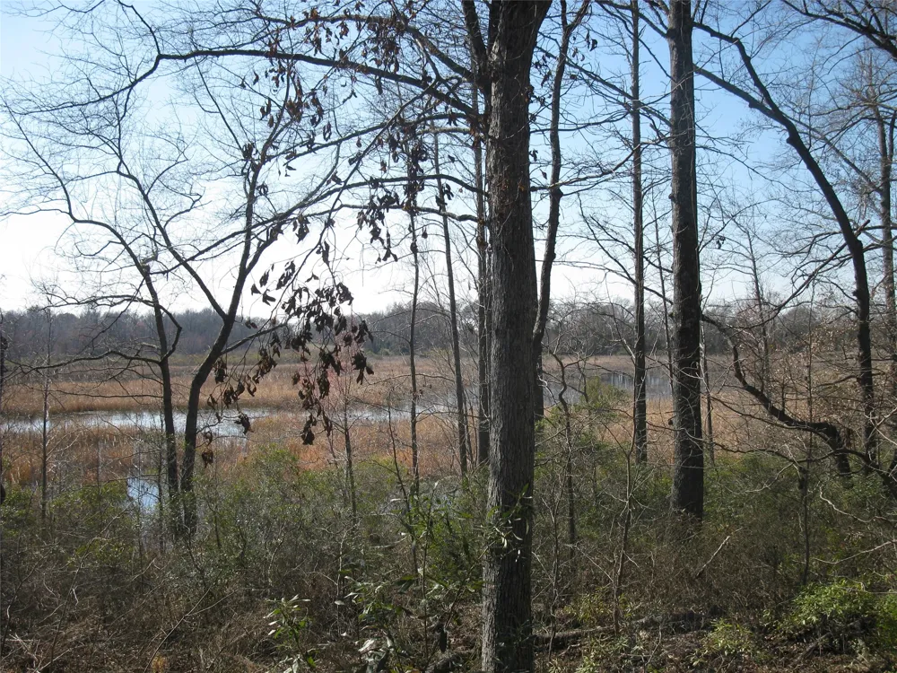 VZ County Road 4701 Ben Wheeler, TX 75754