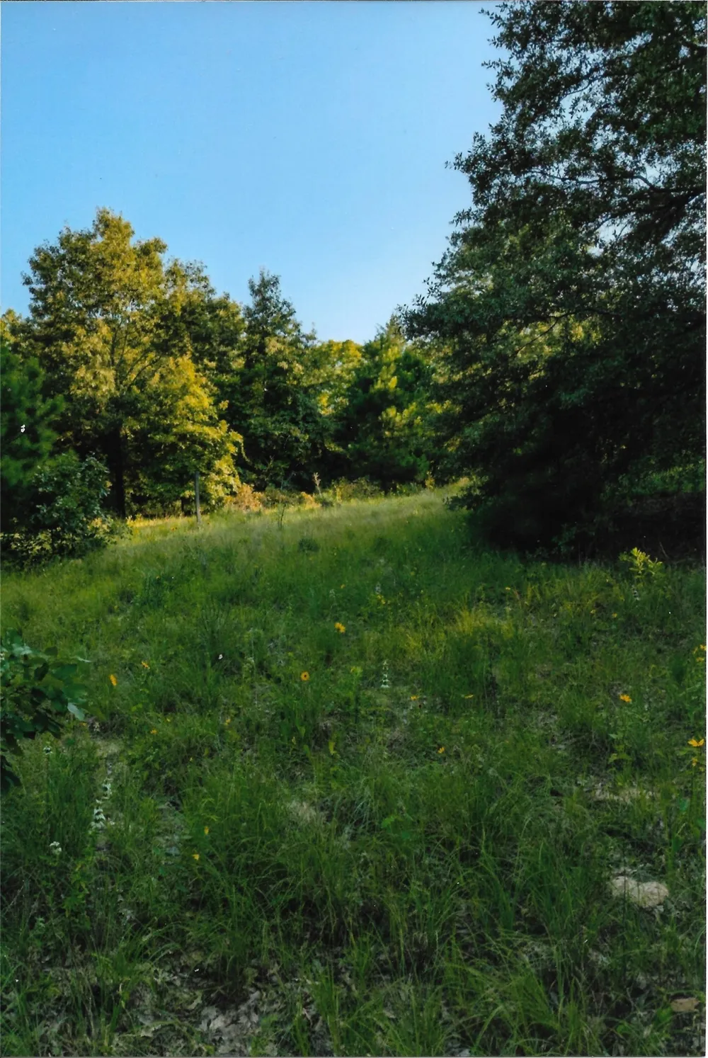 VZ County Road 4701 Ben Wheeler, TX 75754