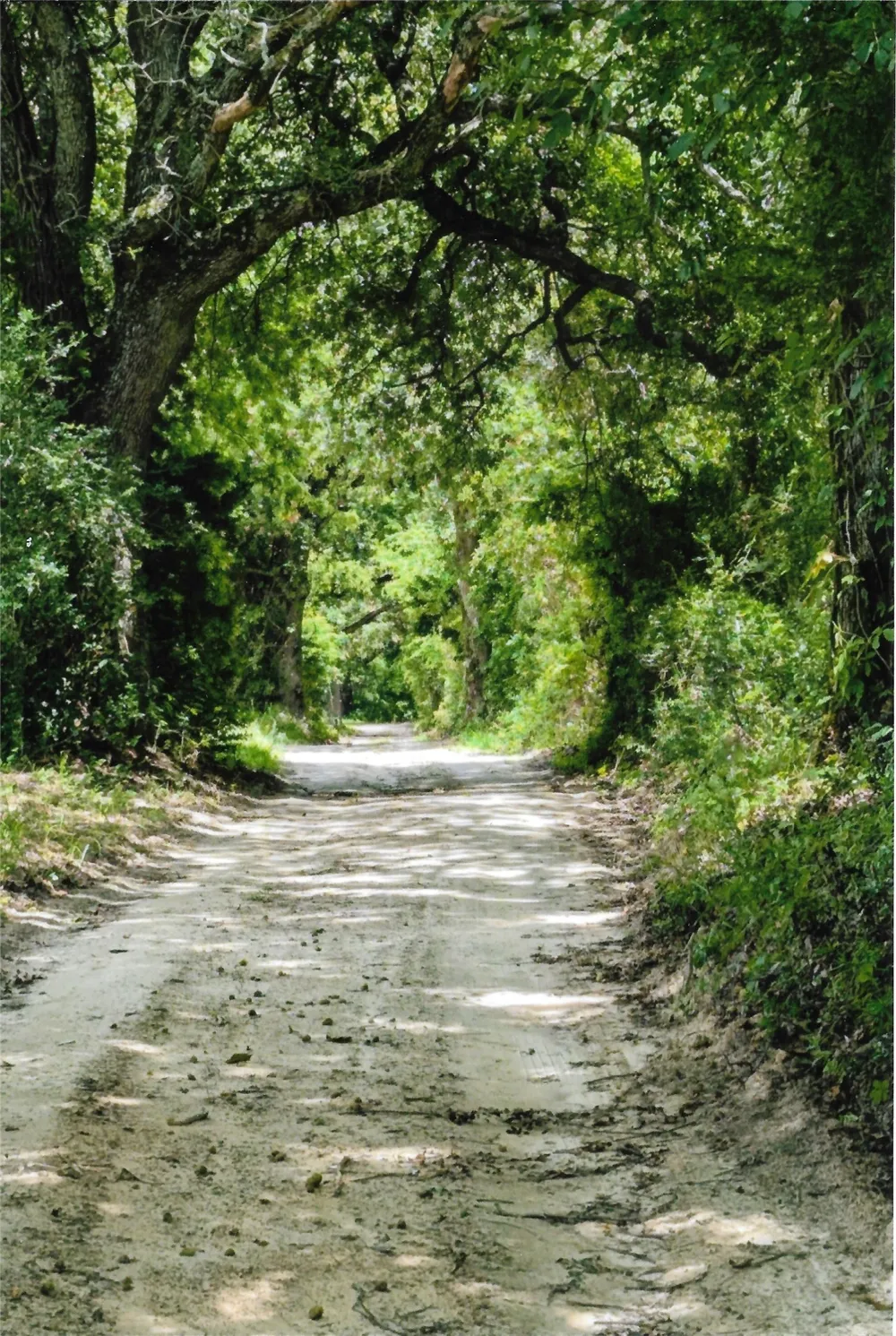 VZ County Road 4701 Ben Wheeler, TX 75754