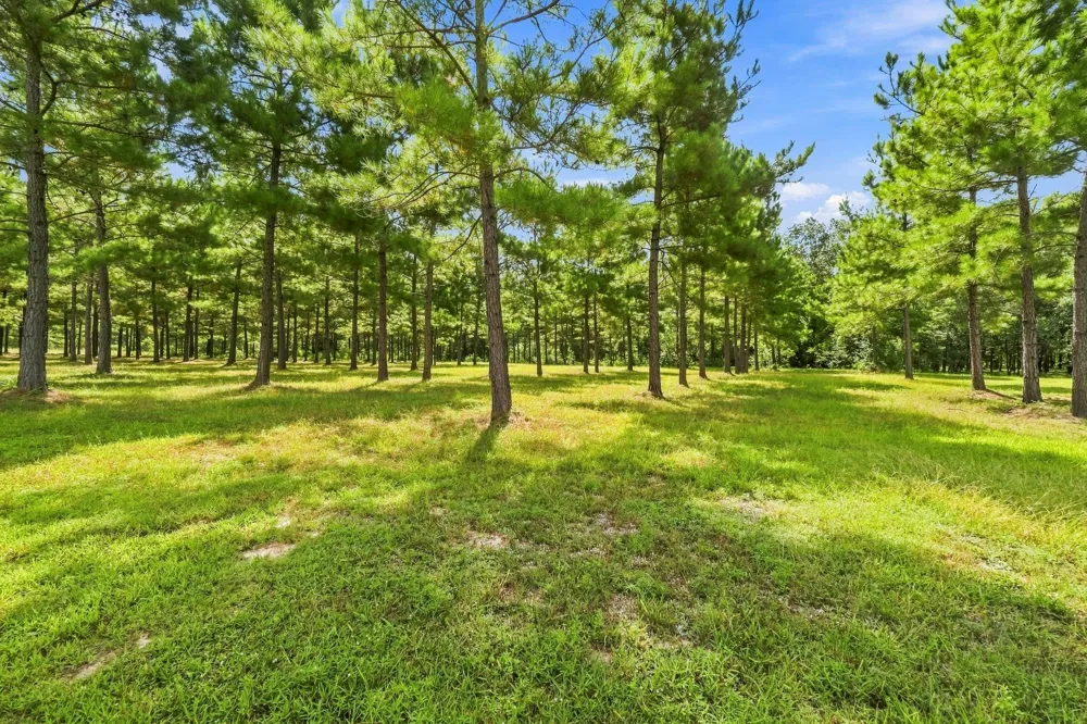 1383 Tram Road Livingston, TX 77351