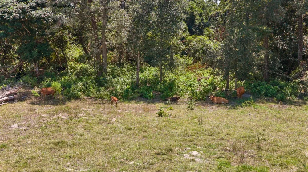 NW 65TH AVENUE Trenton, FL 32693