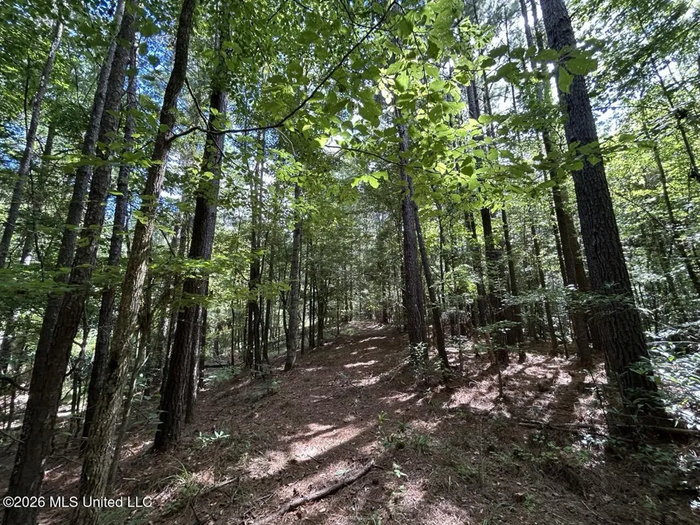 1669 Burt Jordan Road Meadville, MS 39653