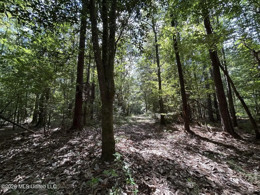 1669 Burt Jordan Road Meadville, MS 39653