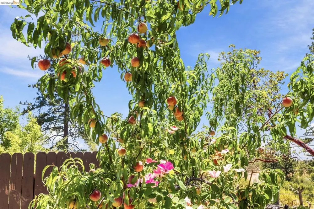 22890 MOUNT HOLLY LN Columbia, CA 95310