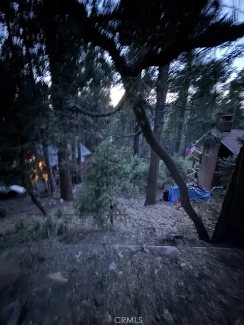 Crest Forest
