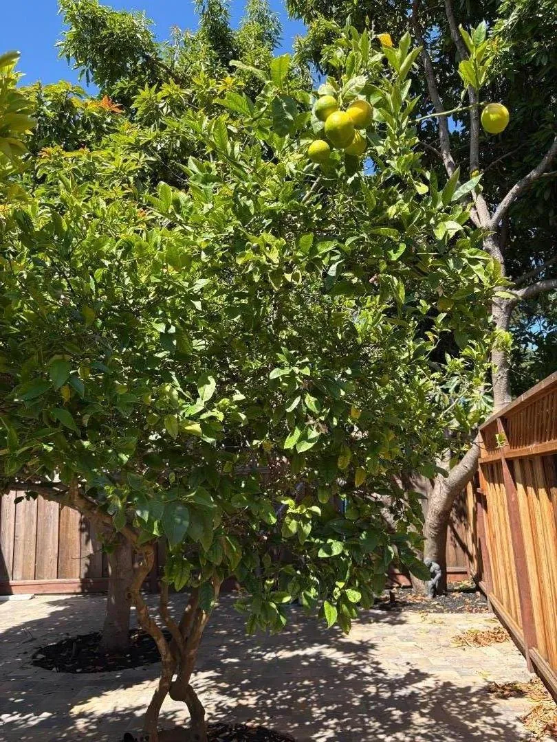 420 Pilgrim Drive Capitola, CA 95010