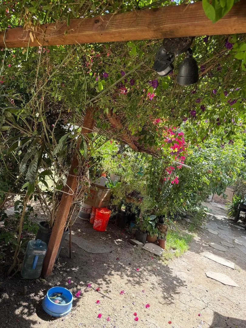 116 Abelia Way East Palo Alto, CA 94303