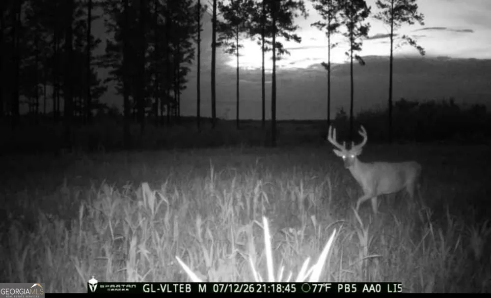 0 Poplar Springs RD Byromville, GA 31007