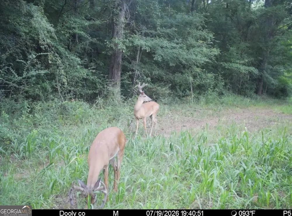 0 Poplar Springs RD Byromville, GA 31007