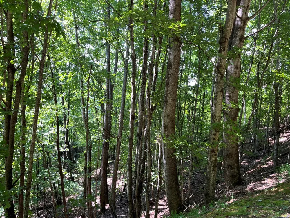 Lot 24 Double Knob Drive E Hayesville, NC 28904