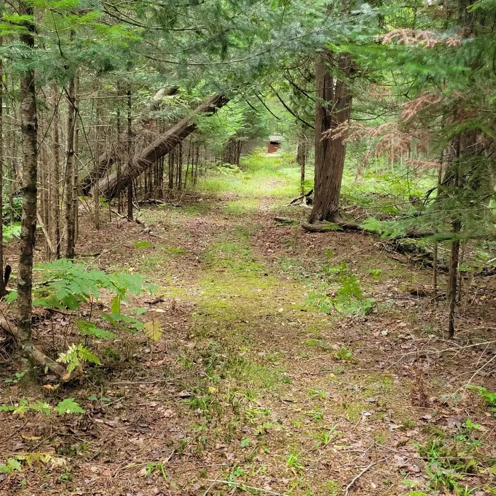 5295 Cedar Lake Road Clement Township, MI 48624