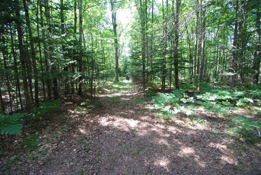 5295 Cedar Lake Road Clement Township, MI 48624