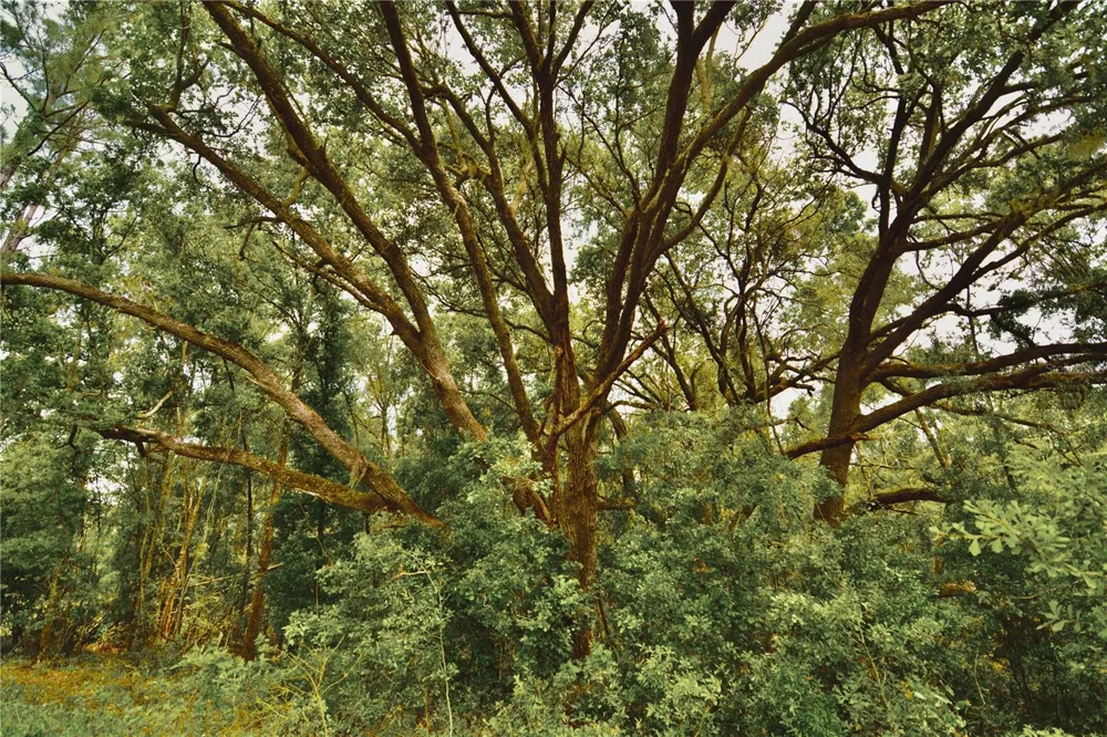 00 99TH LANE Live Oak, FL 32060