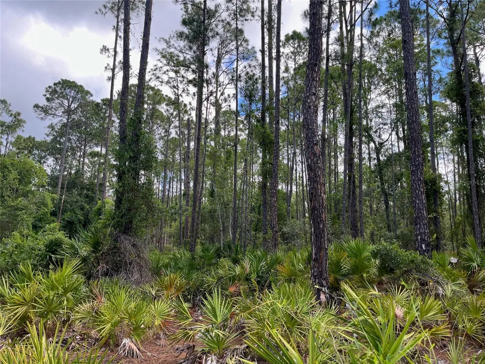 222 MARIE AVENUE Georgetown, FL 32139