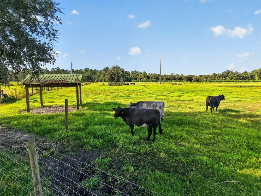 4027 C 470 Lake Panasoffkee, FL 33538