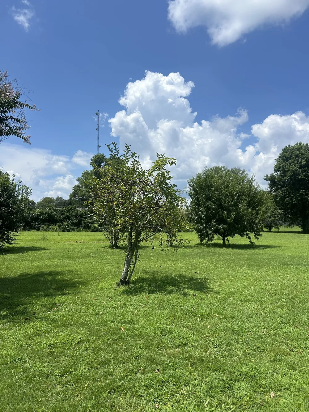 2629 Highway 43 S Leoma, TN 38468