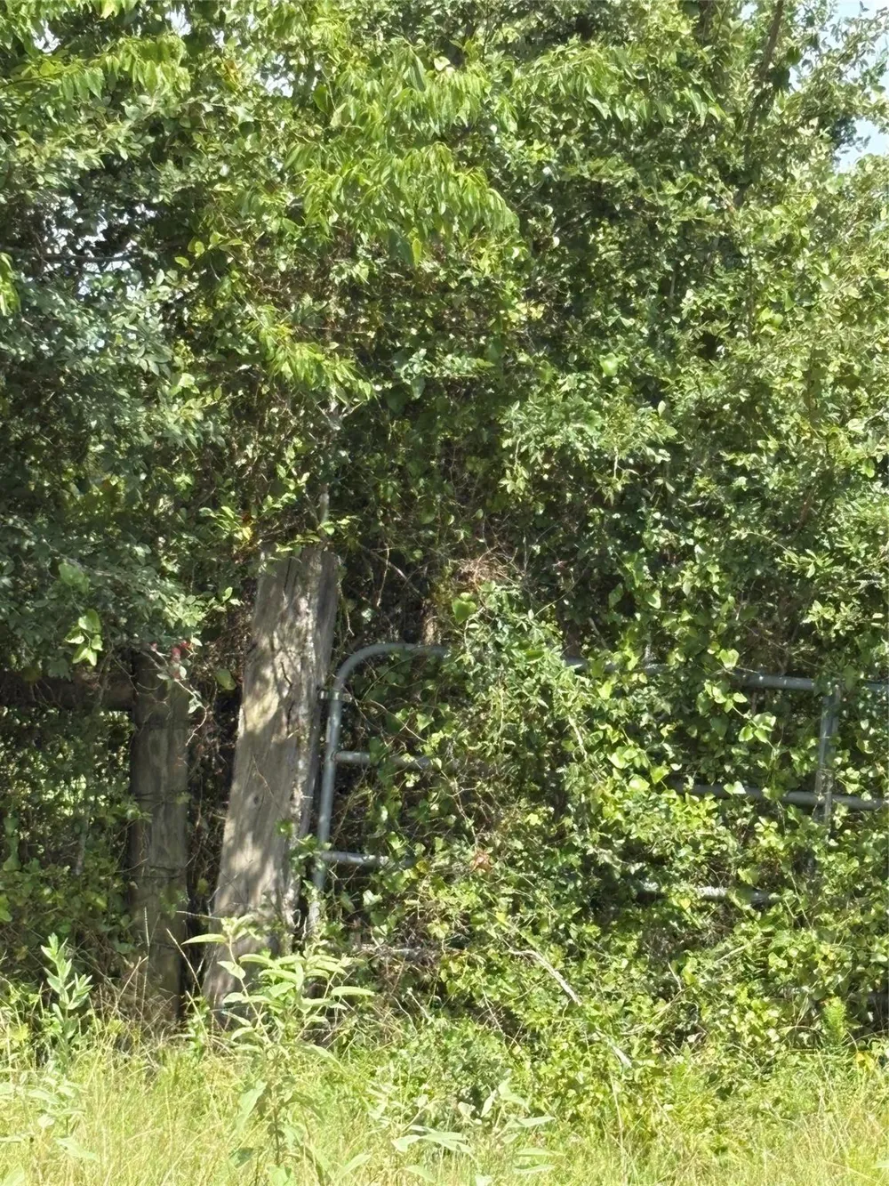 10265 Fm 1774 Tract B1 Plantersville, TX 77363