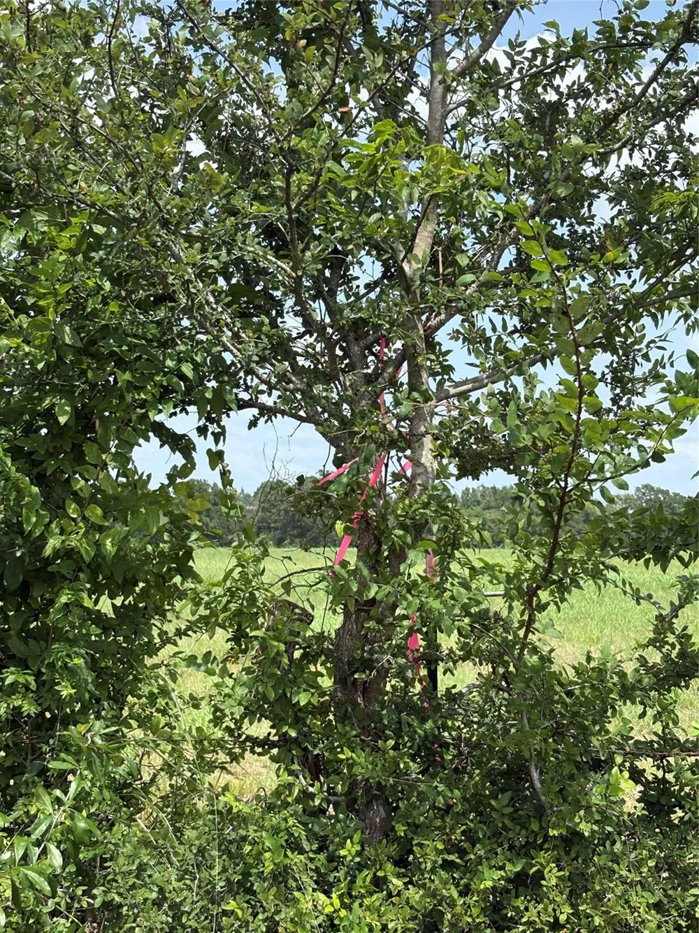 10265 Fm 1774 Tract B1 Plantersville, TX 77363