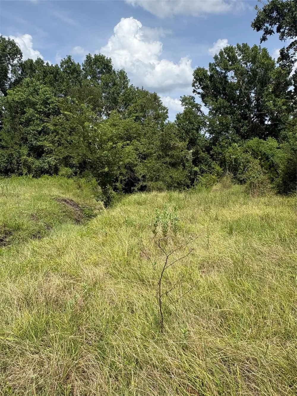 10265 Fm 1774 Tract B1 Plantersville, TX 77363