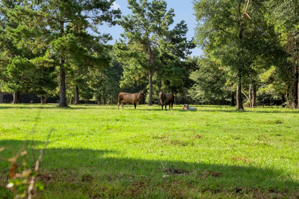 18121 Highway 105 E Plantersville, TX 77363