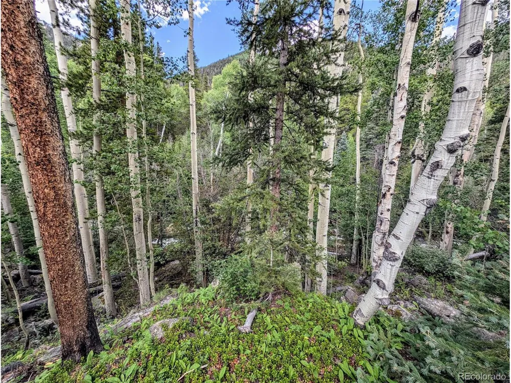 23795 County Road 162 Nathrop, CO 81236