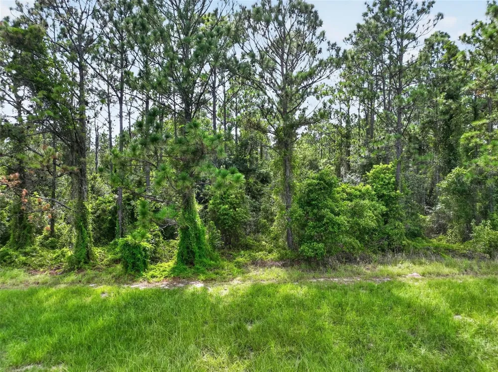 DUDLEY AVENUE Mount Dora, FL 32757