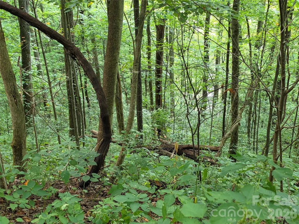 Lot 17 Cocker Spaniel Court #17 Whittier, NC 28789