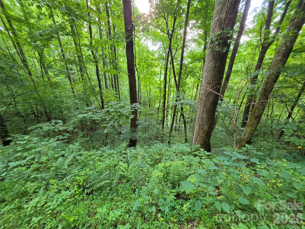 Lot 17 Cocker Spaniel Court #17 Whittier, NC 28789