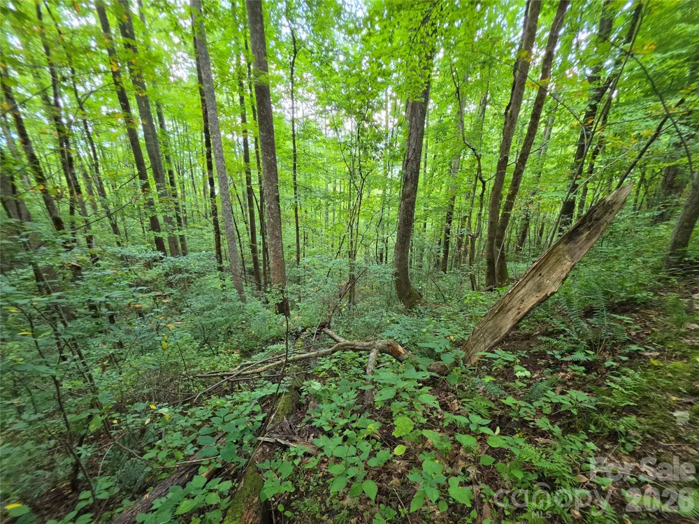Lot 17 Cocker Spaniel Court #17 Whittier, NC 28789