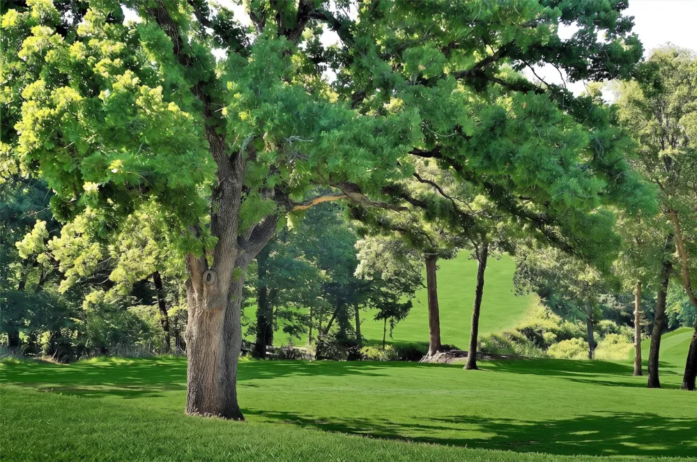 Palisades Drive Gordonville, TX 76245