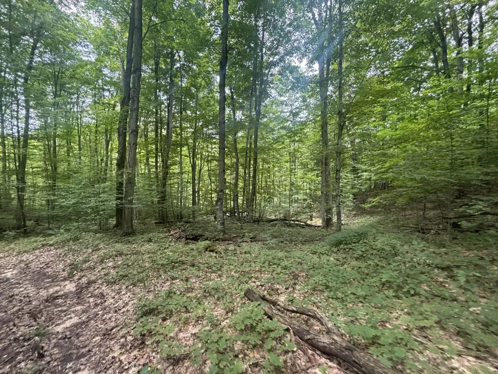 40 Lambdin Road East Jordan, MI 49727