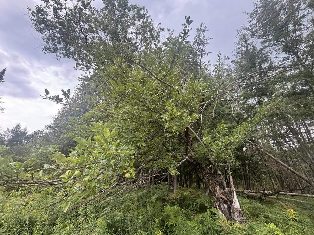 40 Lambdin Road East Jordan, MI 49727