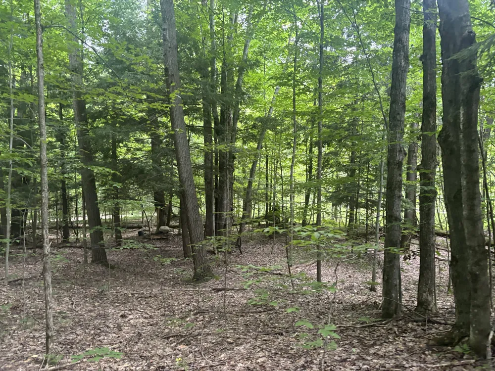 40 Lambdin Road East Jordan, MI 49727
