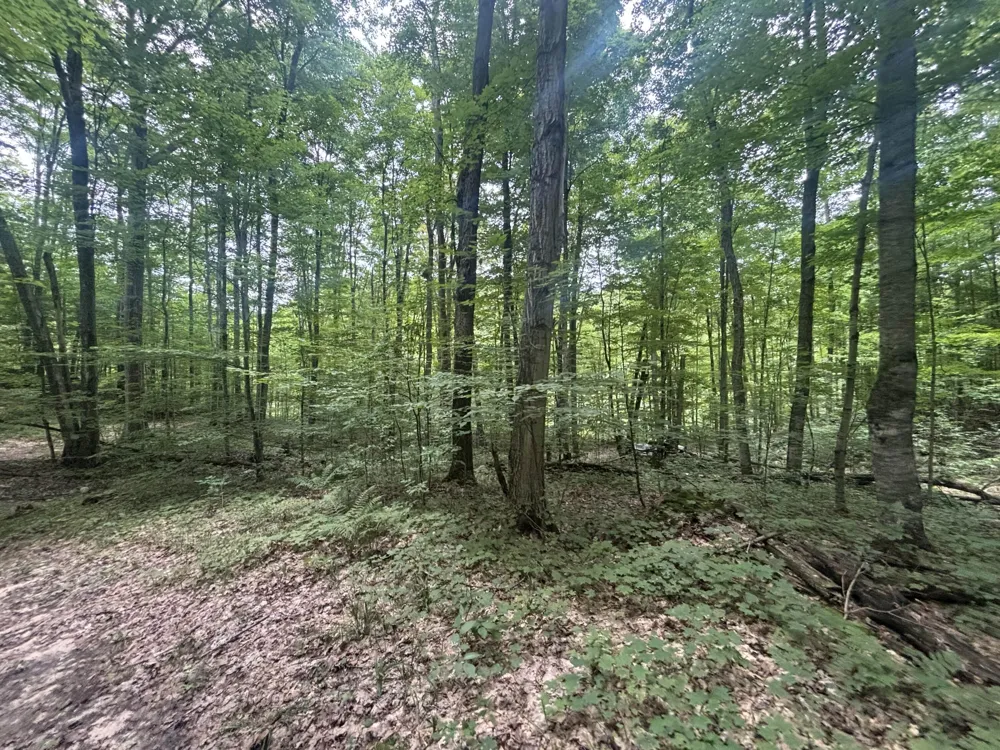 40 Lambdin Road East Jordan, MI 49727