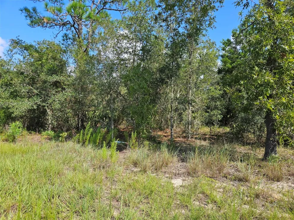 0000 NE 60TH STREET Bronson, FL 32621