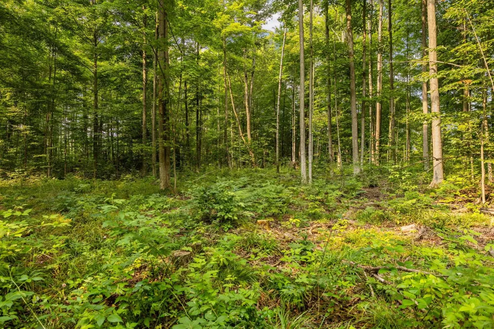 US-31 Boardman Township, MI 49633