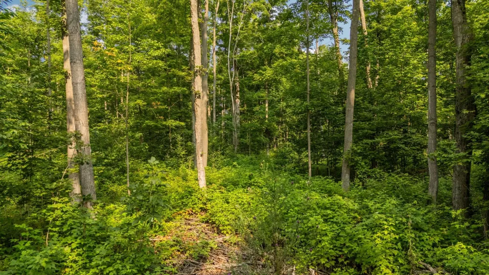 US-31 Boardman Township, MI 49633