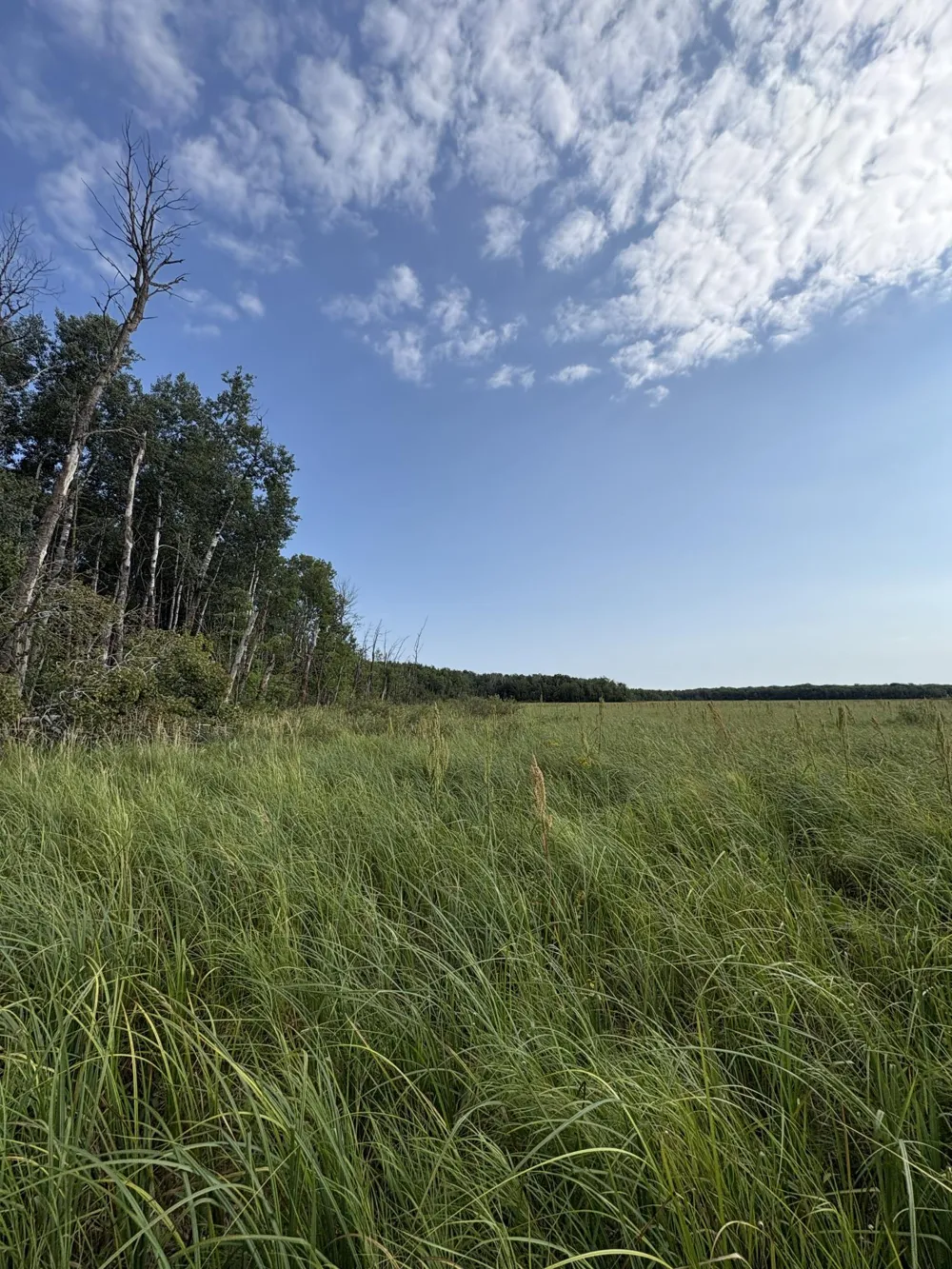 XXX Meadowview Road Brainerd, MN 56401