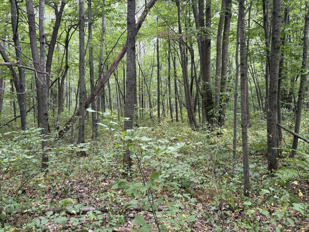 XXX Meadowview Road Brainerd, MN 56401