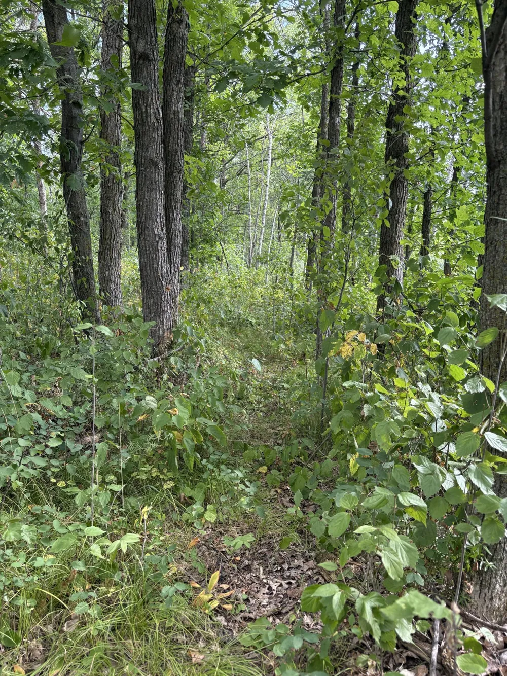 XXX Meadowview Road Brainerd, MN 56401