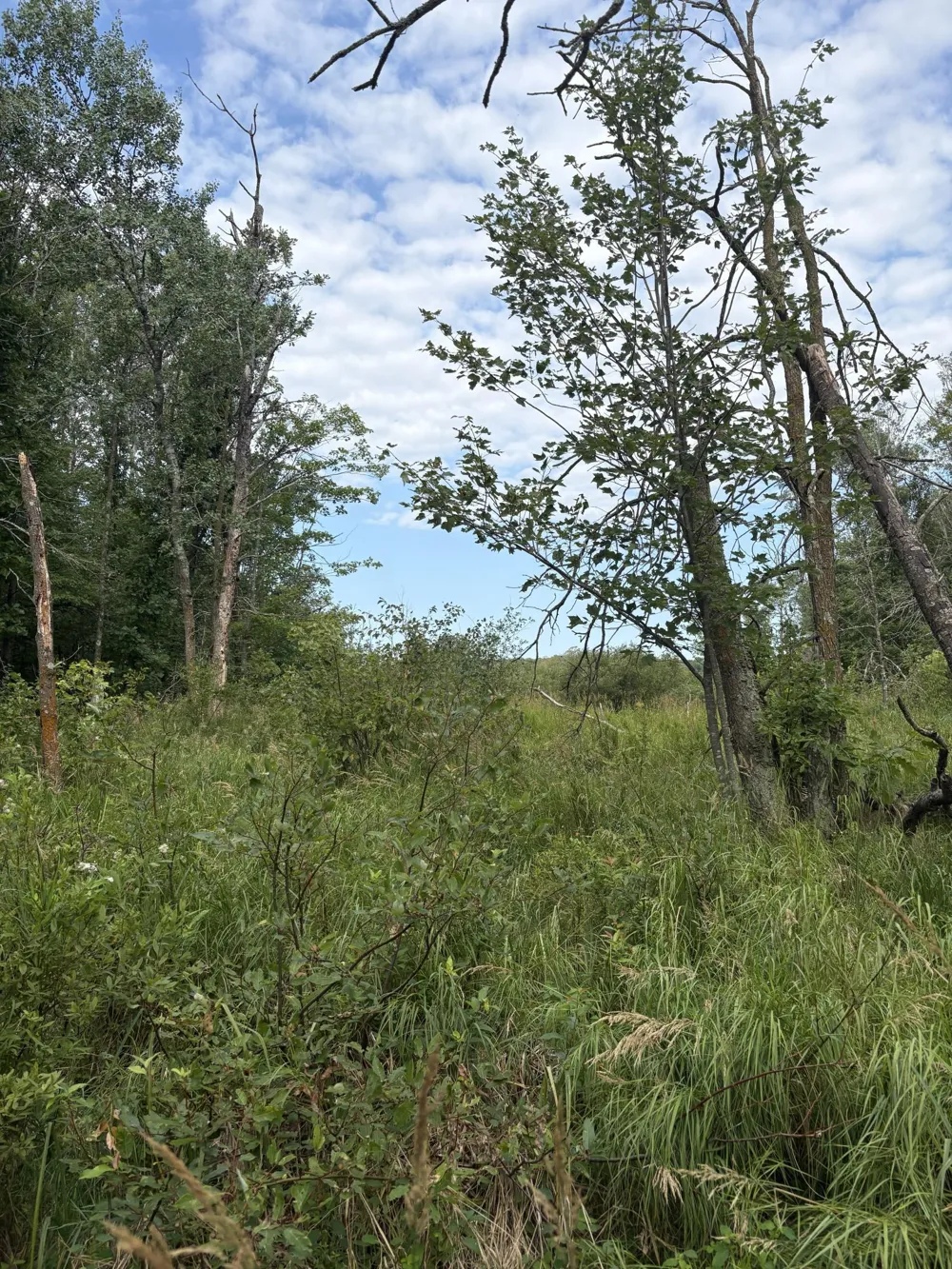 XXX Meadowview Road Brainerd, MN 56401
