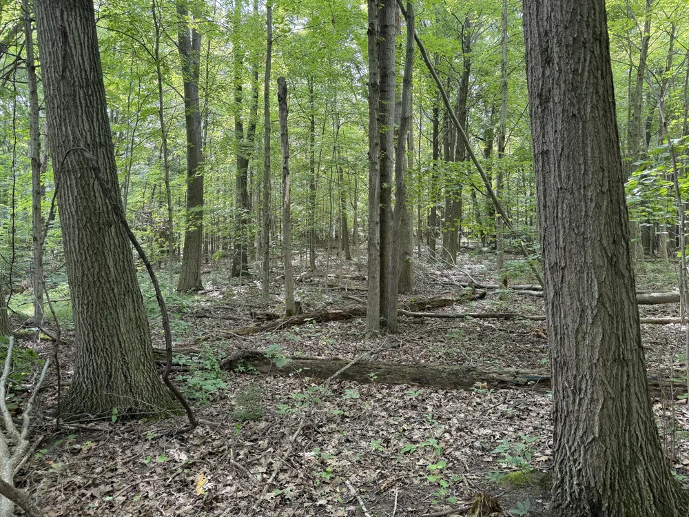 5686 19 Mile Road NE Cedar Springs, MI 49319