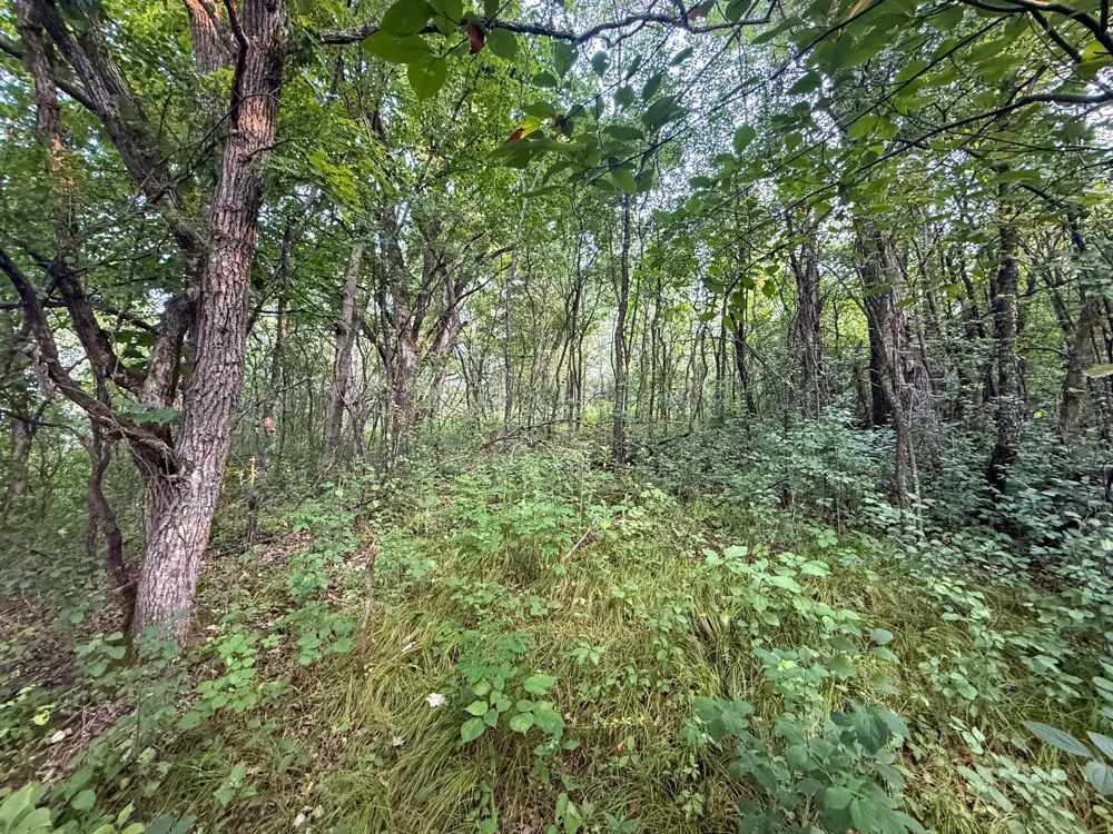 tbd 299th Ave. Millville, MN 55041