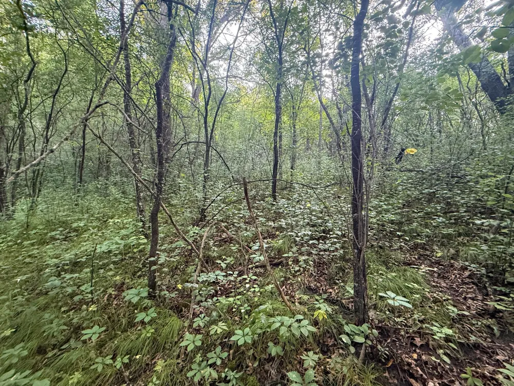 tbd 299th Ave. Millville, MN 55041