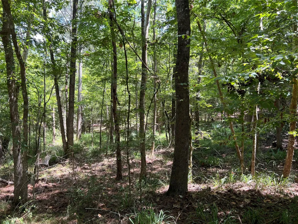 415 Rio Vista Drive Livingston, TX 77352