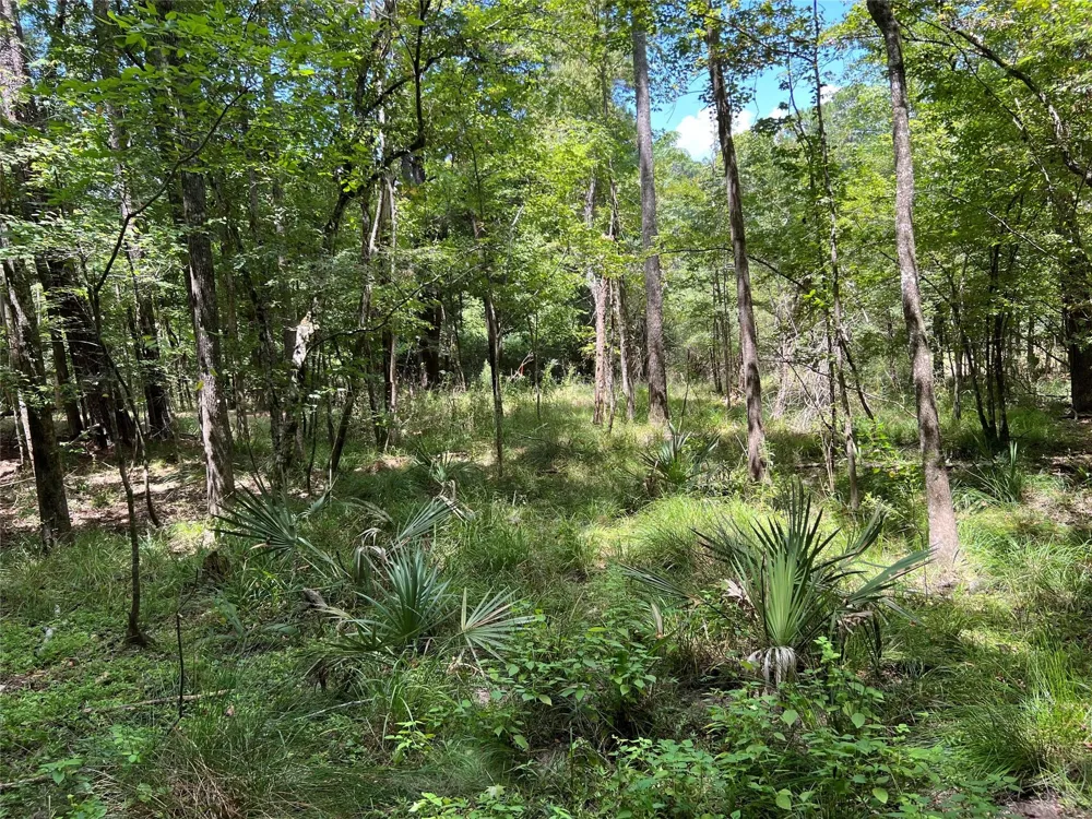 415 Rio Vista Drive Livingston, TX 77352