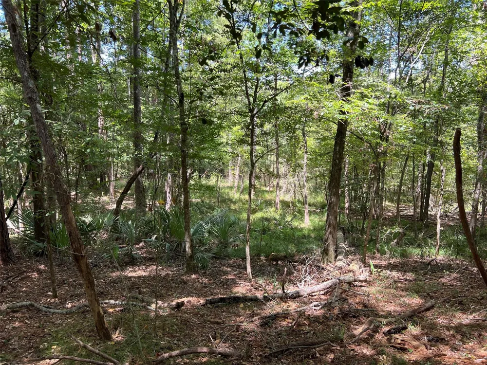 415 Rio Vista Drive Livingston, TX 77352
