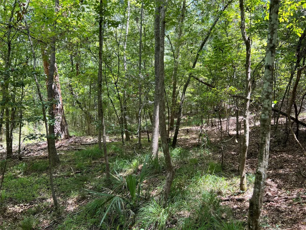 415 Rio Vista Drive Livingston, TX 77352