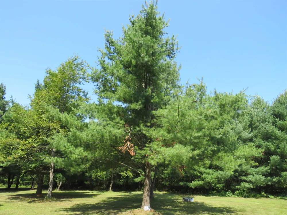 2551 E Simpson Road Norwich Township, MI 49651