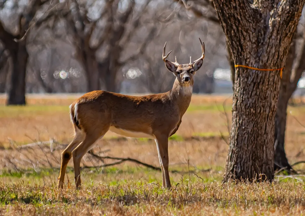 2373 E Landings S Granbury, TX 76049
